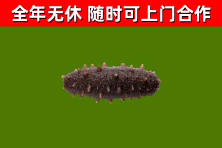 锡山回收海参干